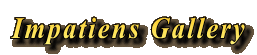 Impatiens Gallery