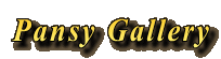 Pansy Gallery